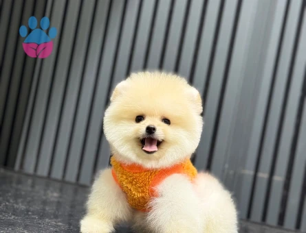 Güvenilir Çiftlikten Pomeranian Boo - 6718
