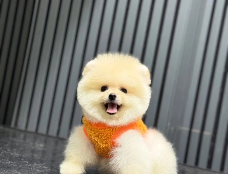 Güvenilir Çiftlikten Pomeranian Boo - 6718