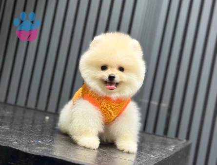 Güvenilir Çiftlikten Pomeranian Boo