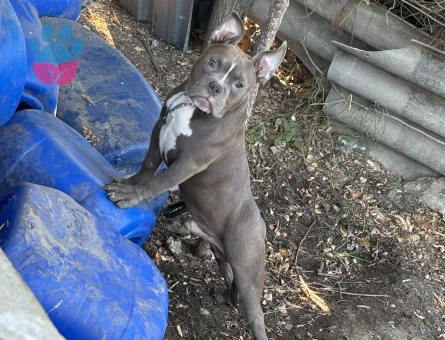 American bully Erkek 4 Aylık - 6725