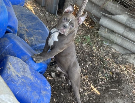 American bully Erkek 4 Aylık - 6725