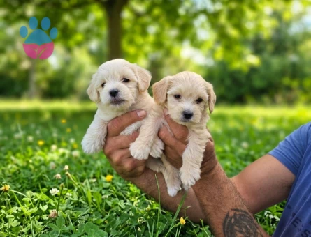 Tuvalet eğitimli Maltipoo Minyatür Yavrular