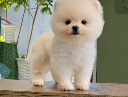 Pomeranian Boo - 6727