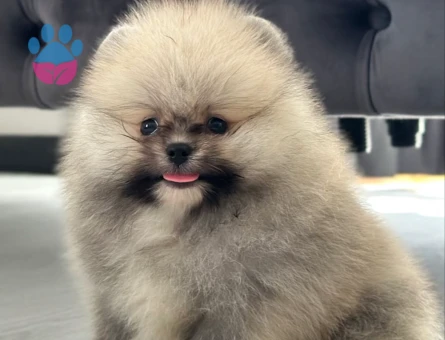 Pomeranian Boo
