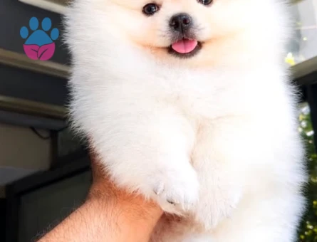 Pomeranian Boo