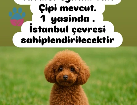 1 Yaşında Toy poodle Yavrumuz - 6729