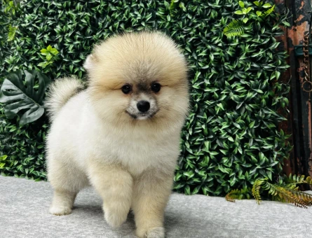Pomeranian Boo Yavrusu | Özel Görünümü ve Sevimli Yüz İfadesiyle Dikkat Çeken Yavru - 6730