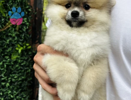 Pomeranian Boo Yavrusu | Özel Görünümü ve Sevimli Yüz İfadesiyle Dikkat Çeken Yavru