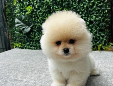 Pomeranian Boo | Kar Beyazı Tüyler & Ayı Surat | Özel Görünümlü Yavru - 6731