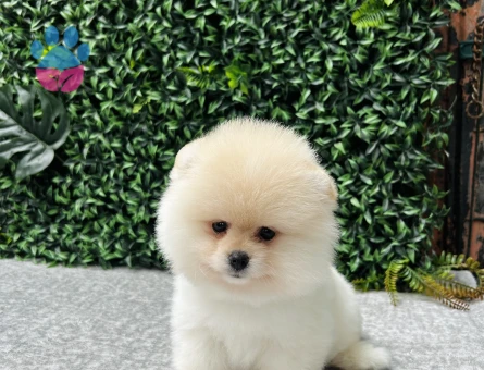Pomeranian Boo | Kar Beyazı Tüyler & Ayı Surat | Özel Görünümlü Yavru