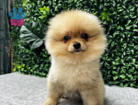 Pomeranian Boo | Sıcak Krem Tonu, Yoğun Tüy ve Bebek Surat - 6732