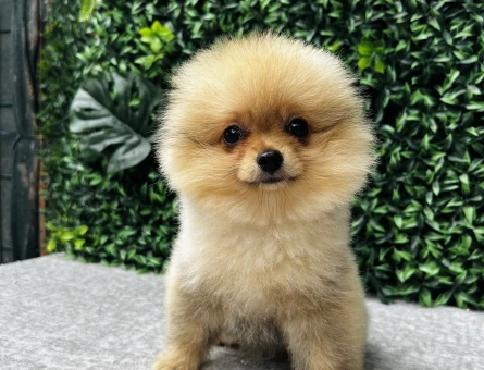 Pomeranian Boo | Sıcak Krem Tonu, Yoğun Tüy ve Bebek Surat - 6732