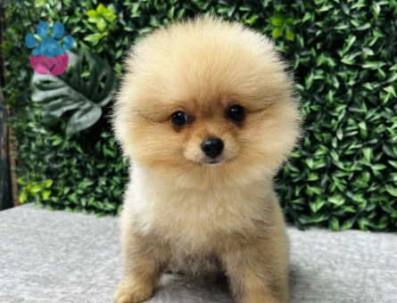 Pomeranian Boo | Sıcak Krem Tonu, Yoğun Tüy ve Bebek Surat