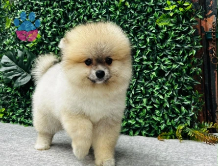 Safkan Pomeranian Boo – Sevimli ve Sağlıklı Yavru - 6733