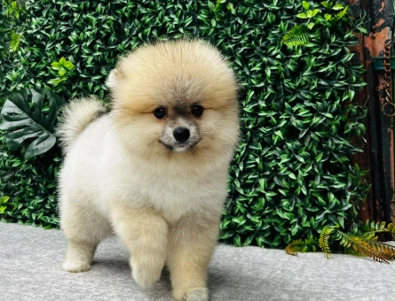 Safkan Pomeranian Boo – Sevimli ve Sağlıklı Yavru - 6733