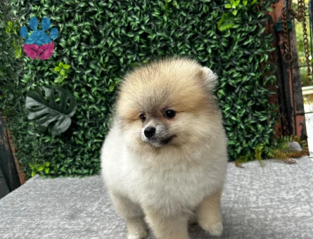 Safkan Pomeranian Boo – Sevimli ve Sağlıklı Yavru