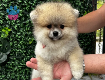 Safkan Pomeranian Boo – Sevimli ve Sağlıklı Yavru
