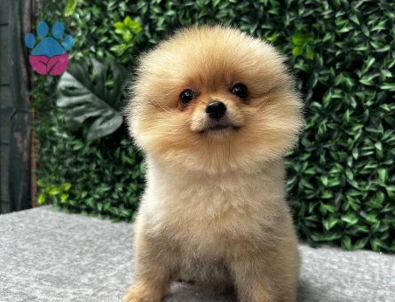 Ruhsatlı Çiftlikten Pomeranian Boo Yavruları
