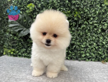 Özel Pomeranian Boo Yavru – Yeni Ailesini Arıyor