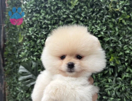 Özel Pomeranian Boo Yavru – Yeni Ailesini Arıyor - 6735