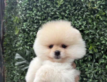 Özel Pomeranian Boo Yavru – Yeni Ailesini Arıyor - 6735