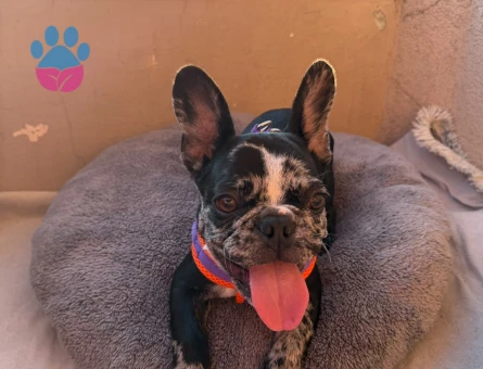 Merle french Bulldog 3 Aylık Yavrumuz