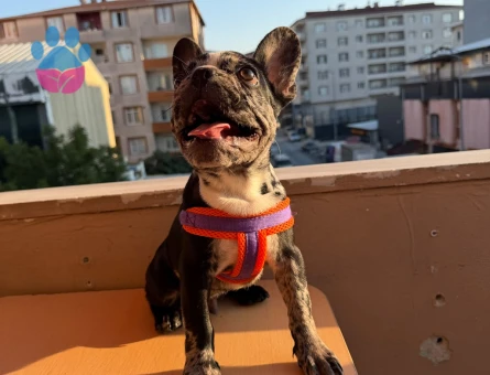 Merle french Bulldog 3 Aylık Yavrumuz