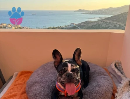 Merle french Bulldog 3 Aylık Yavrumuz - 6738