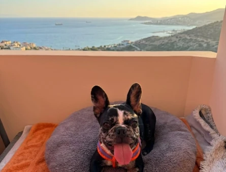 Merle french Bulldog 3 Aylık Yavrumuz - 6738