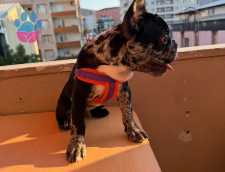 Merle french Bulldog 3 Aylık Yavrumuz