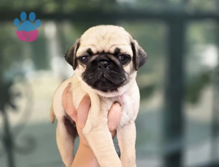 Dişi Pug Yavrumuz