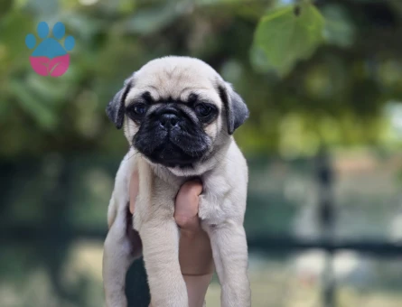 Dişi Pug Yavrumuz