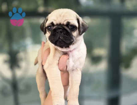 Dişi Pug Yavrumuz