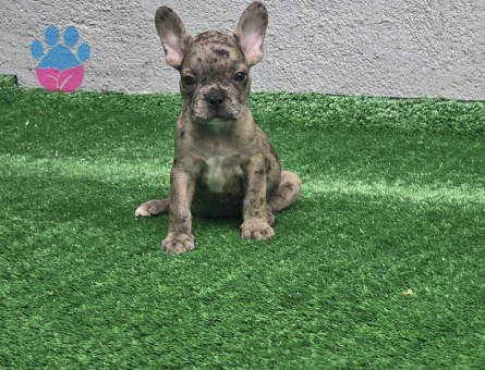 Merle French Bulldog Erkek Yavrumuz