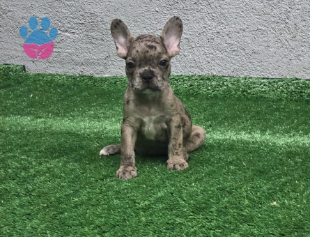 Merle French Bulldog Erkek Yavrumuz