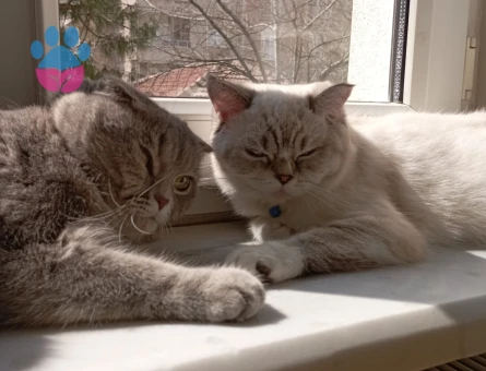 Mila ve mono sahiplendirme