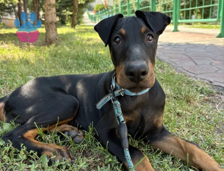 Doberman Acil yuva aranıyor