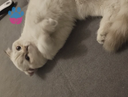 Scottish Fold Kedilerimizi Sahiplendiriyoruz