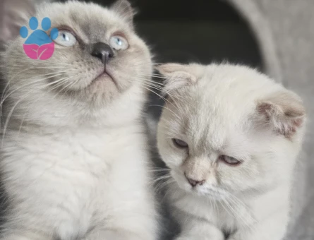 Scottish Fold Kedilerimizi Sahiplendiriyoruz