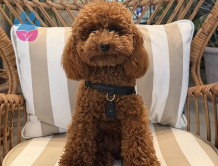 RED BROWN TOY POODLE KIZIMIZ - 6748