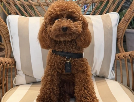 RED BROWN TOY POODLE KIZIMIZ - 6748
