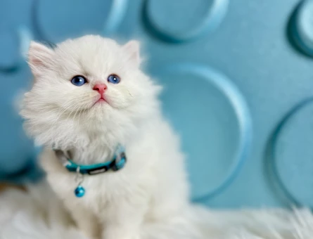 British Longhair 2 Aylık Erkek