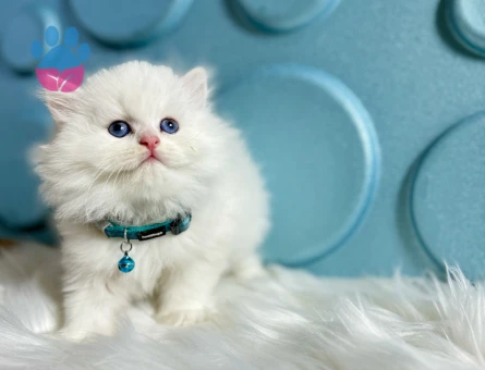 British Longhair 2 Aylık Erkek