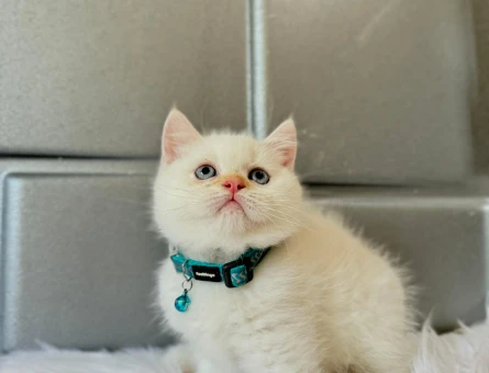British Shorthair 2 Aylık Bluepoint Topaç Kafa