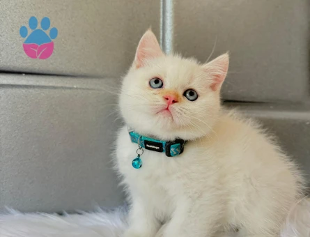 British Shorthair 2 Aylık Bluepoint Topaç Kafa