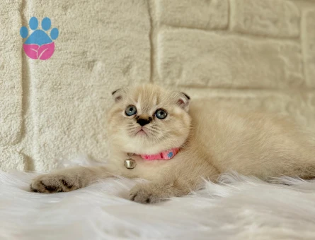 Scottish Fold 2 Aylık Dişi