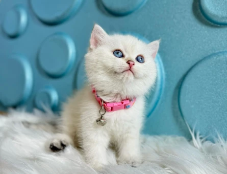 British Shorthair Golden Point Dişi