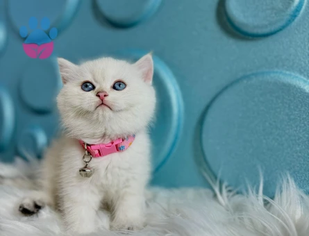 British Shorthair Golden Point Dişi