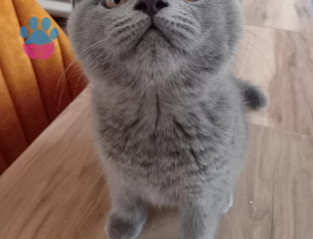 1 Yaşında British Shorthaira