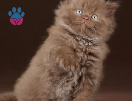 British longhair Çikolata Erkek 2 Aylık